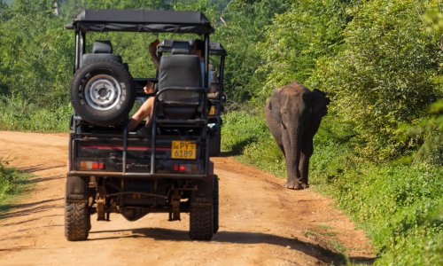 Sri Lanka - safari (7).jpg